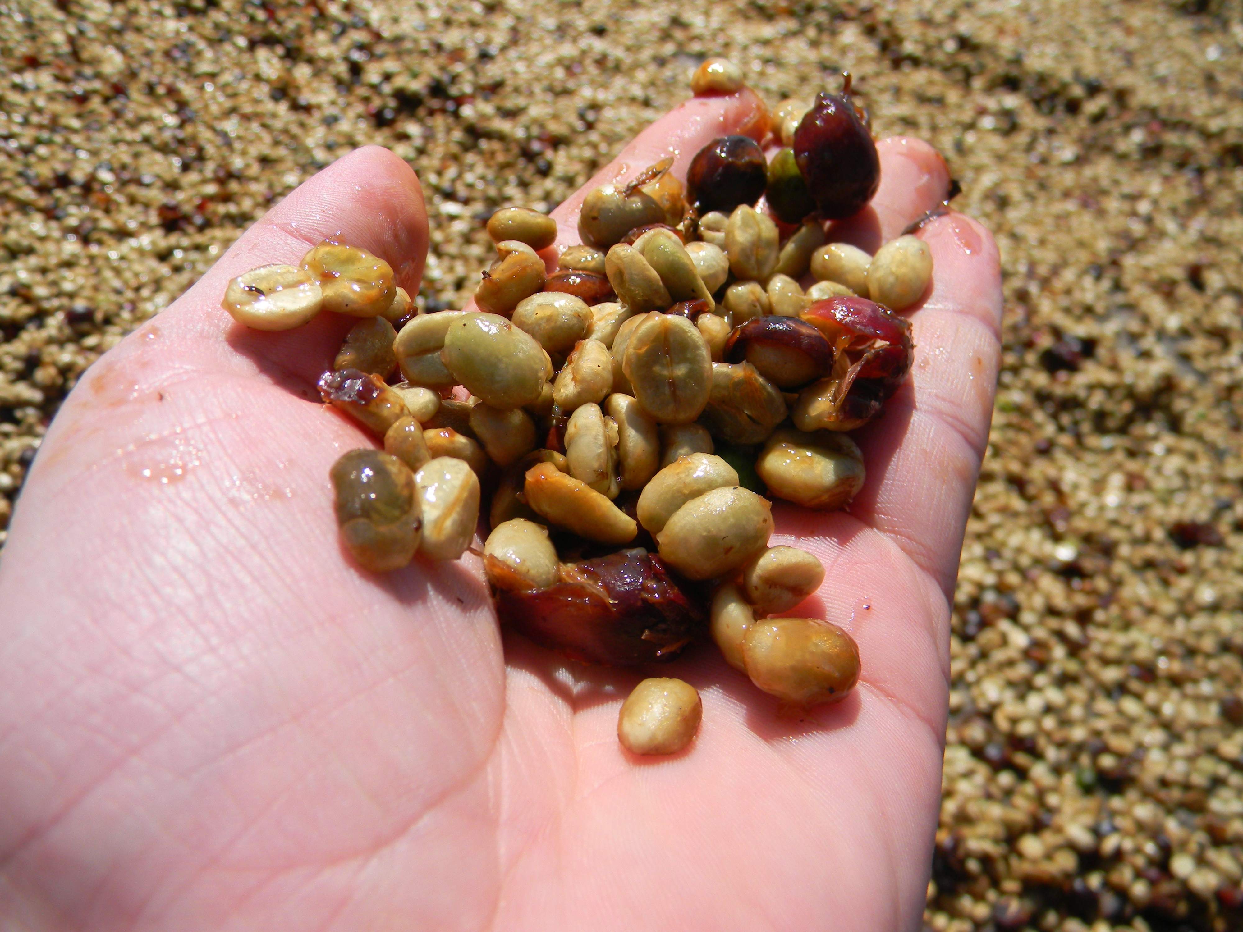 Fresh green coffee beans