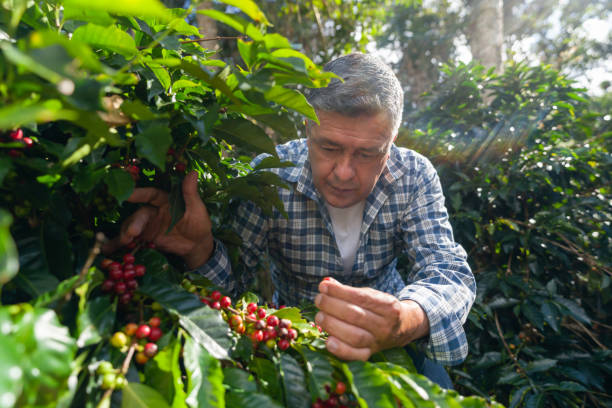 Coffee farmer inspecting cherry