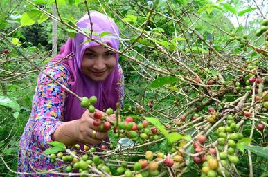 Coffee bean harvesting