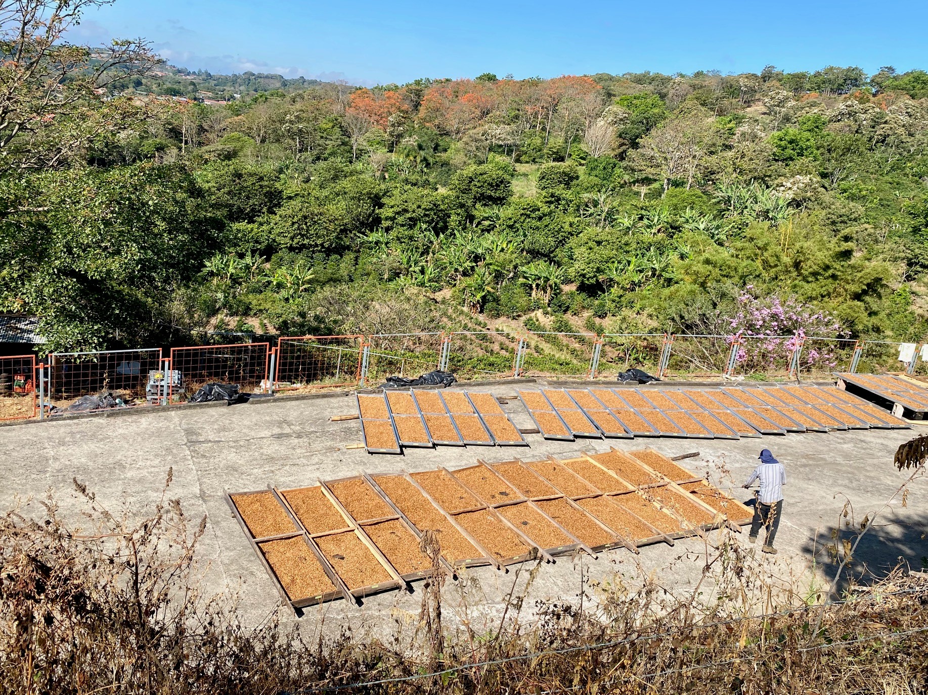 Coffee drying on raised beds